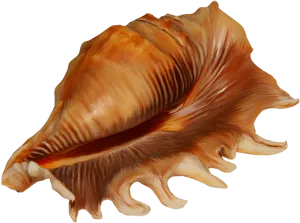 Golden_ Spiral_ Conch_ Shell.png PNG Image