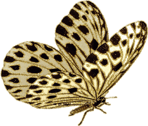 Butterfly & Moth Gif Animation Borboleta - Butterfly Png Gif, Transparent Png PNG