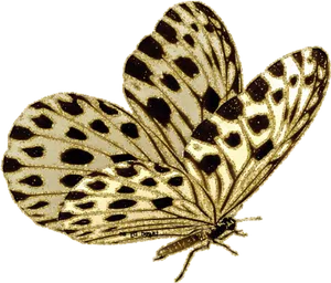 Golden Spotted Moth Illustration PNG Image