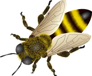 Golden Striped Bee Illustration PNG Image