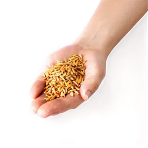 Golden Trigo Harvest Png Qln PNG Image