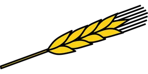 Golden Wheat Ear Black Background PNG Image