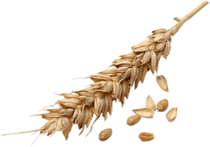 Golden Wheat Earand Grains.png PNG with transparent background
