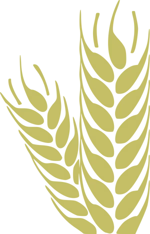 Golden Wheat Ears Graphic PNG Image