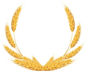 Golden Wheat Ears Graphic PNG with transparent background