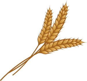 Golden Wheat Ears Illustration PNG image with transparent background