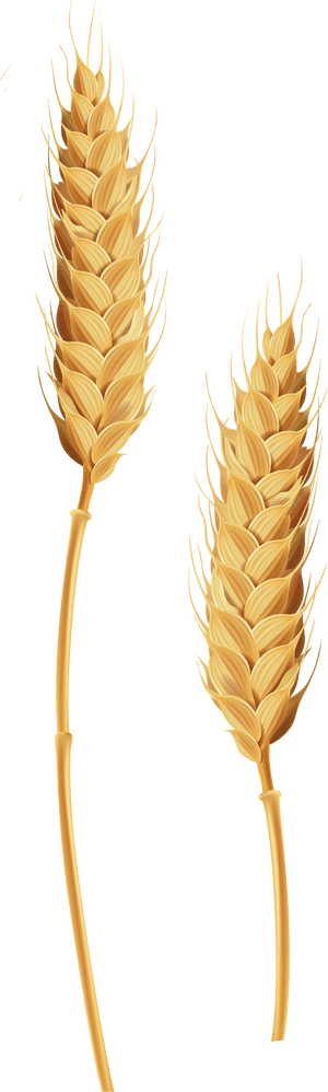 Golden Wheat Ears Illustration PNG with transparent background
