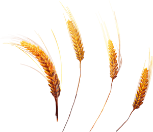 Golden Wheat Ears Isolated PNG