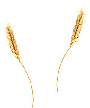 Golden Wheat Ears Isolated PNG with transparent background
