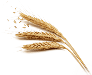 Golden Wheat Ears Transparent Background PNG with transparent background
