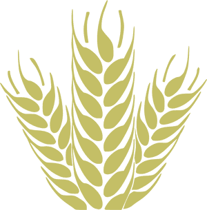 Golden Wheat Ears Vector Illustration PNG with transparent background