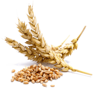 Golden Wheat Earsand Grains.png PNG with transparent background