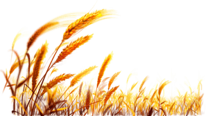 Golden Wheat Field Backdrop PNG with transparent background