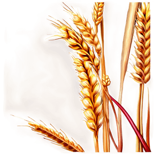 Golden Wheat Field PNG xcy30 PNG image with transparent background