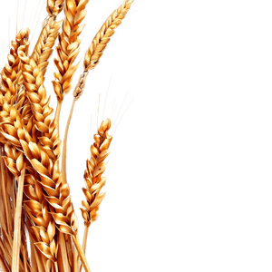 Golden Wheat Field PNG yce PNG image with transparent background
