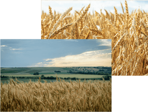 Transparent Wheat Field Png - Field, Png Download PNG image with transparent background