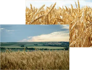 Golden Wheat Fields Collage PNG Image