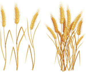 Golden Wheat Illustration PNG image with transparent background