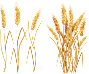 Golden Wheat Illustration PNG Image