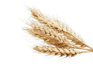 Golden Wheat Sheaves PNG with transparent background