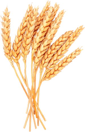 Golden Wheat Sheaves PNG with transparent background