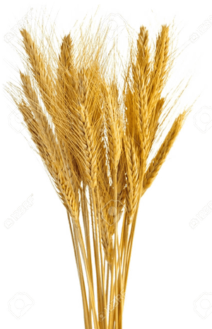 Golden Wheat Sheaves PNG with transparent background