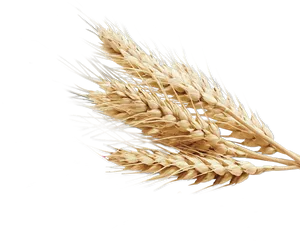 Golden Wheat Sheaves PNG Image