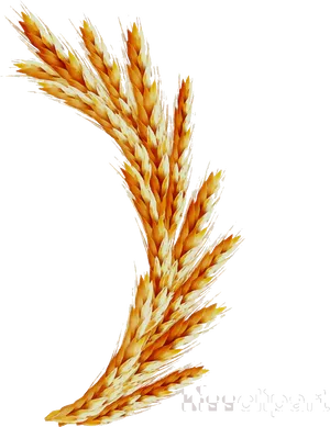 Golden Wheat Sheaves Vector PNG Image