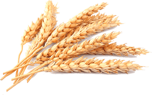 Golden Wheat Stalks PNG with transparent background