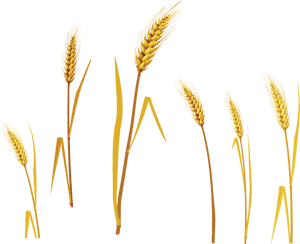 Golden Wheat Stalks Collection PNG with transparent background