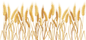 Golden Wheat Stalks Field PNG with transparent background