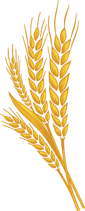 Golden Wheat Stalks Illustration PNG image with transparent background