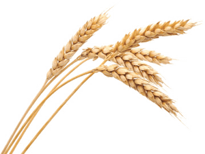 Golden Wheat Stalks PNG image with transparent background