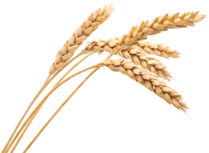 Golden Wheat Stalks PNG with transparent background