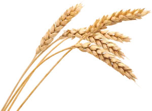 Golden Wheat Stalks PNG Image