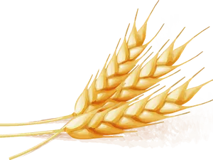 Golden Wheat Vector Illustration PNG Image