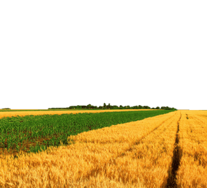 Summer Meadow PNG File PNG image with transparent background
