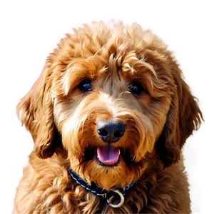 Goldendoodle Closeup Png Qeh80 PNG Image