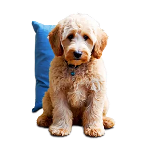 Goldendoodle On Bed Png Uop PNG Image