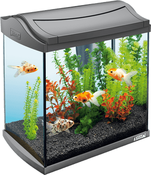 Goldfish - Aquarium Png, Transparent Png PNG image with transparent background