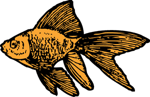 Goldfish Clip Art, HD Png Download PNG image with transparent background