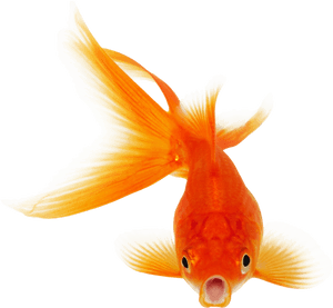 Goldfish Koi Clip Art - Goldfish Transparent Background, HD Png Download PNG image with transparent background