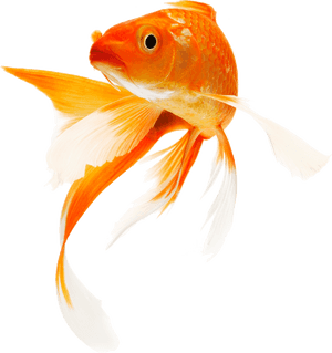 Goldfish Png Background - Goldfish Png, Transparent Png PNG image with transparent background