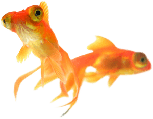 Goldfish Png Free Image Download - Goldfish, Transparent Png PNG image with transparent background