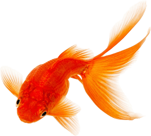 Goldfish Png Image Download - Goldfish Png, Transparent Png PNG image with transparent background