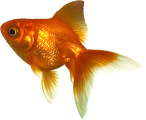 Goldfish Png Image File - Goldfish Clipart, Transparent Png PNG image with transparent background