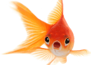 Goldfish Png Photo - Face Of Gold Fish, Transparent Png PNG image with transparent background
