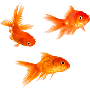 Goldfish Png - Transparent Background Gold Fish Png, Png Download PNG image with transparent background