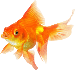 Goldfish Png Transparent Image - Goldfish Png, Png Download PNG image with transparent background