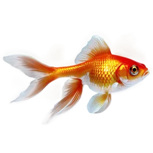 Goldfish Transparent Png Pid PNG Image